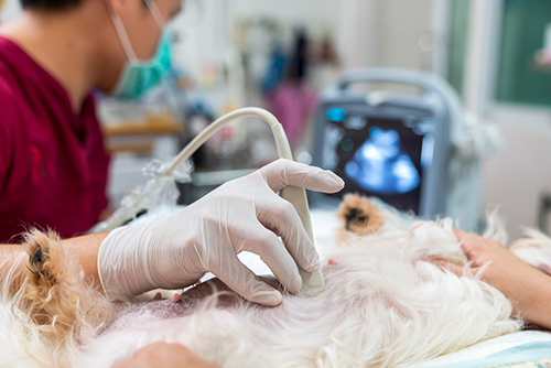 análisis clínicos veterinarios