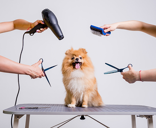 peluqueria canina