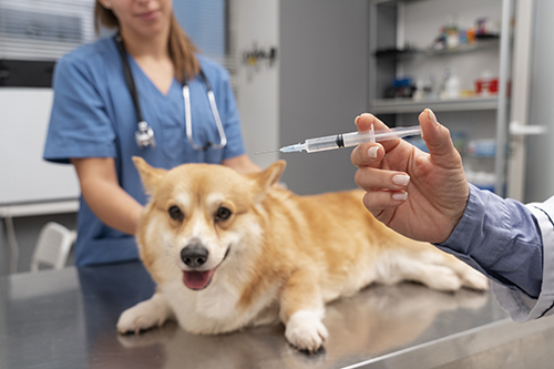 vacunacion animales